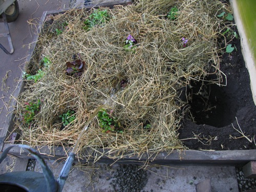 planting-the-no-dig-beds