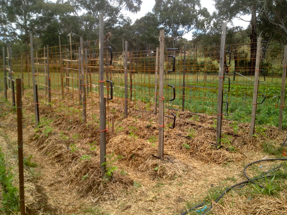 Climbing tomatoes with trellis