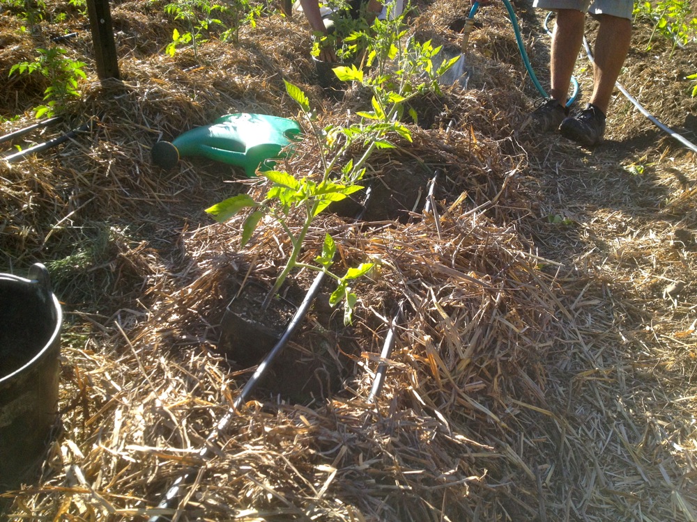 milkwood tomatoes 07