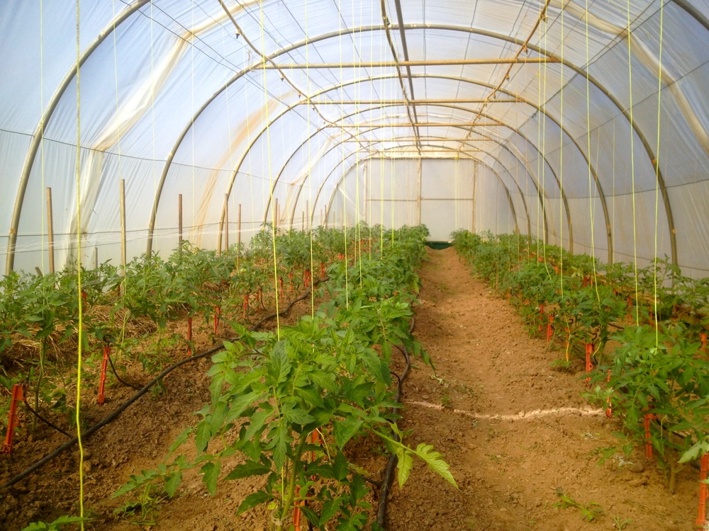 Allsun tomato greenhouse - 18th October