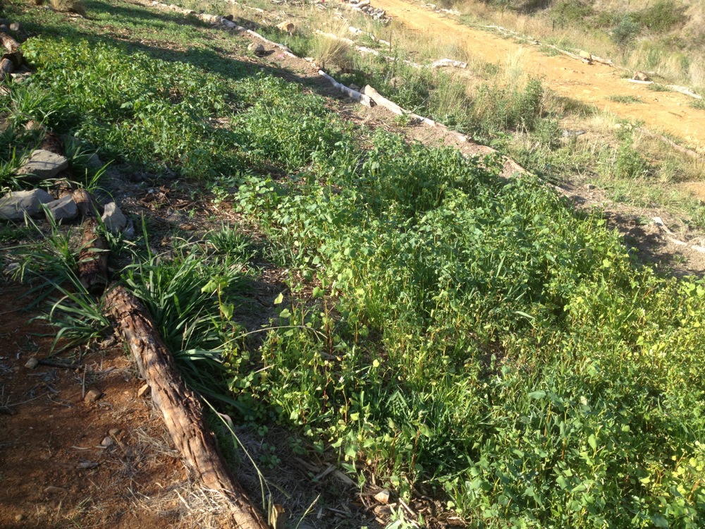 Green manure going off (even in this heat) thnks to the nutrients the pigs laid down and brought up from below