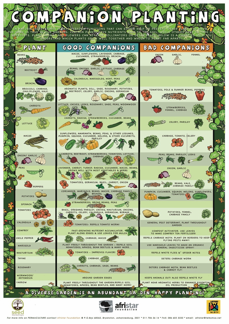 afristar permaculture posters4