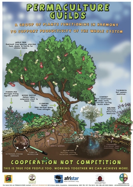 afristar permaculture posters7