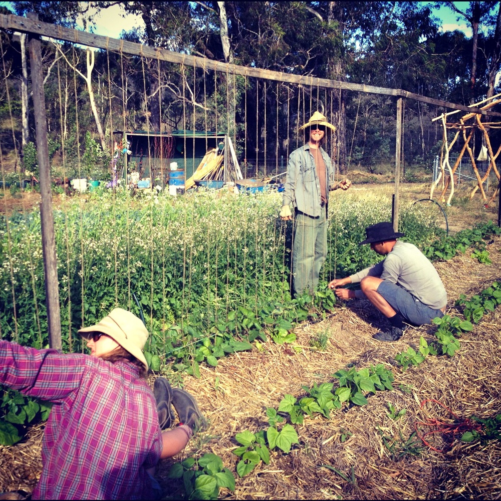 Michael, Linnea and Lawrence creating the 'bean banjos' of the bean patch in late November