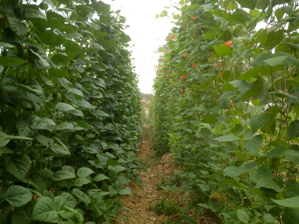 Cool in the middle of the day, creating habitat int he garden, and making it easy to both pick the beans, and dismantle at the end of the season