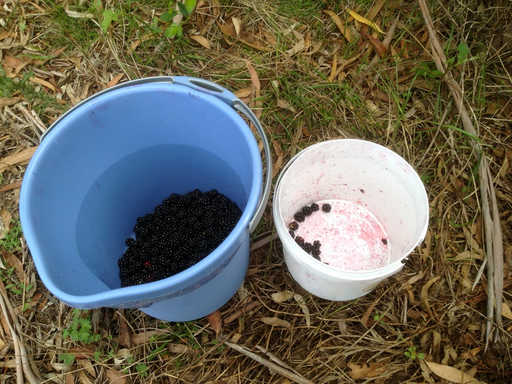 Important blackberrying technology: the two bucket system. The blue bucket stays well away fromt he blackberry patch and gets loaded by the white picking bucket. This way you don't loose the entire morning's haul when you trip and fall over in the brambles