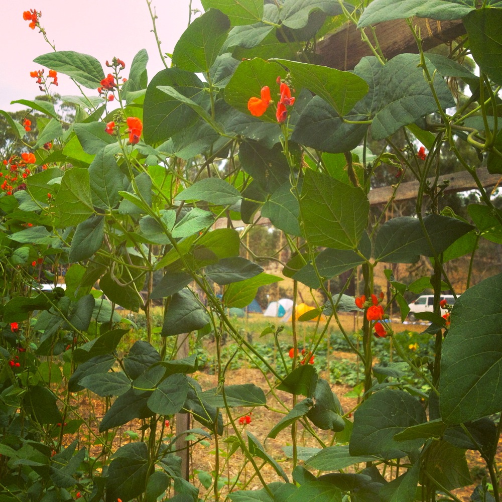 Scarlet runners, still flowering as their beans ripen