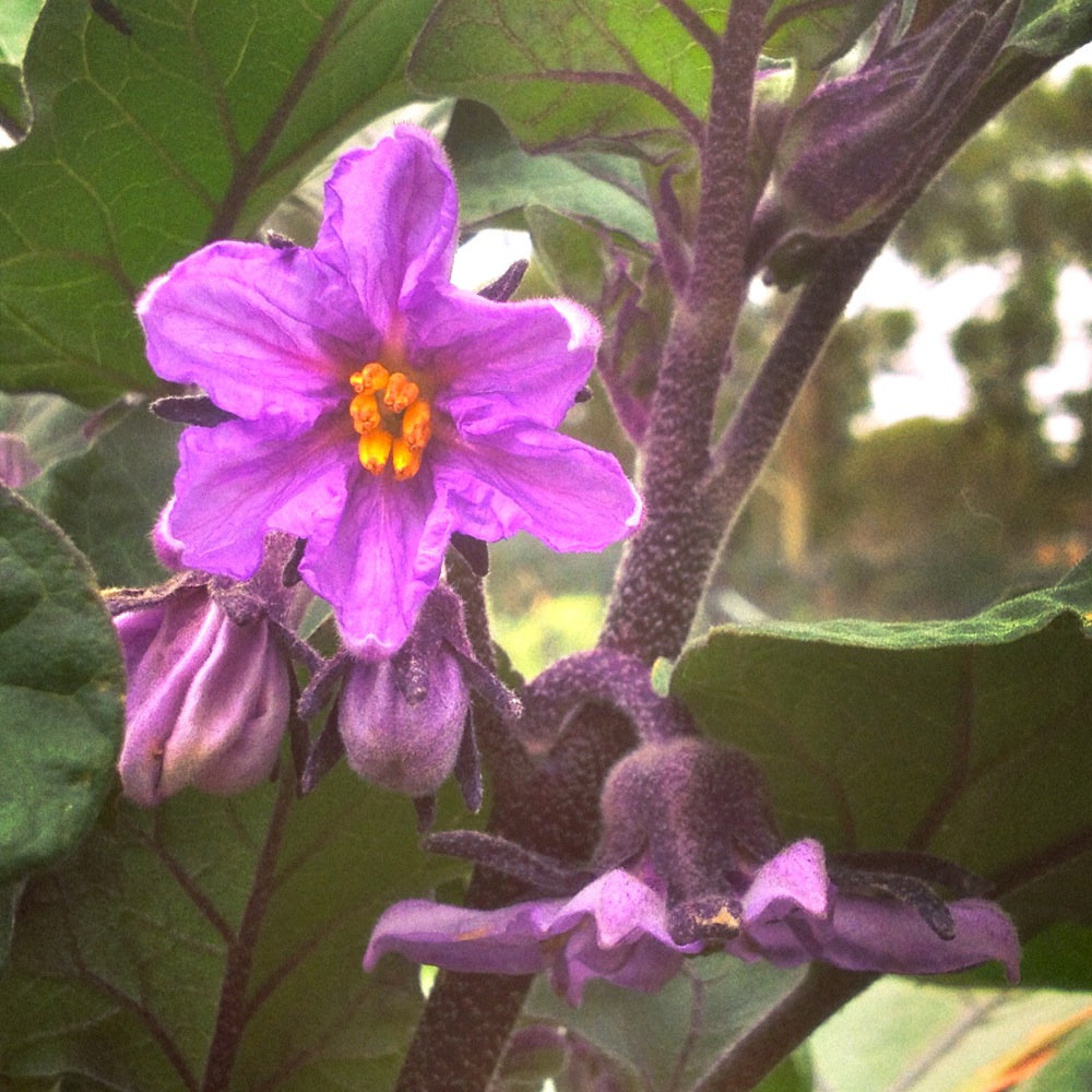 Eggplant flowers