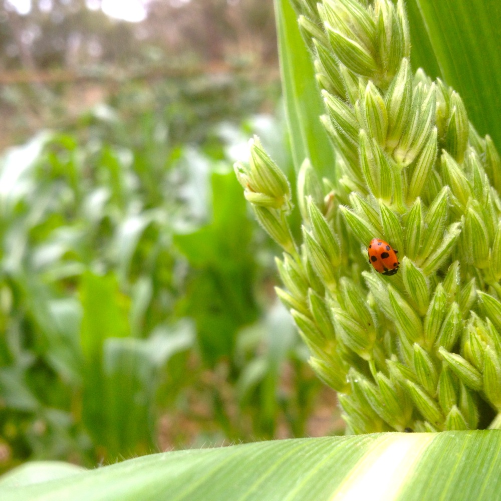 Good bugs on the corn