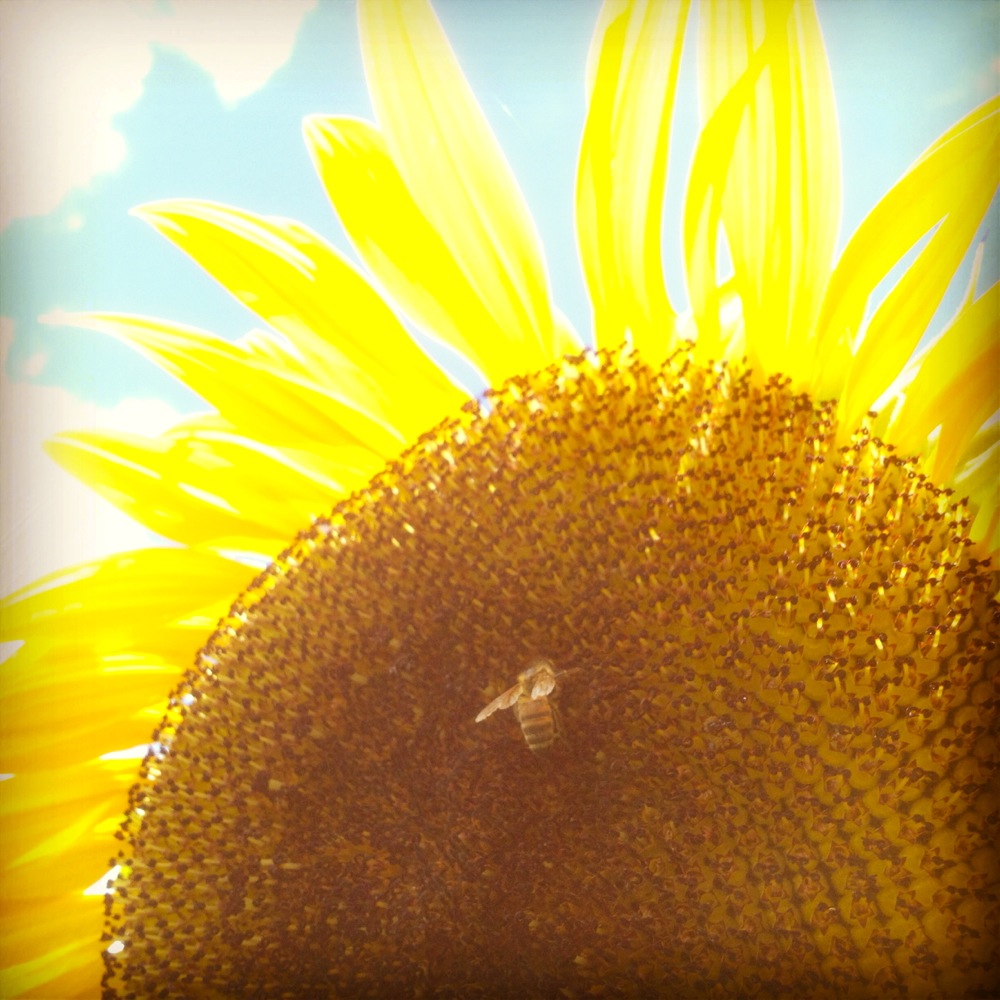 Sunflowers at the end of the rows