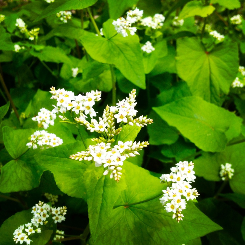 Buckwheat flowers - our green manure of choice this year