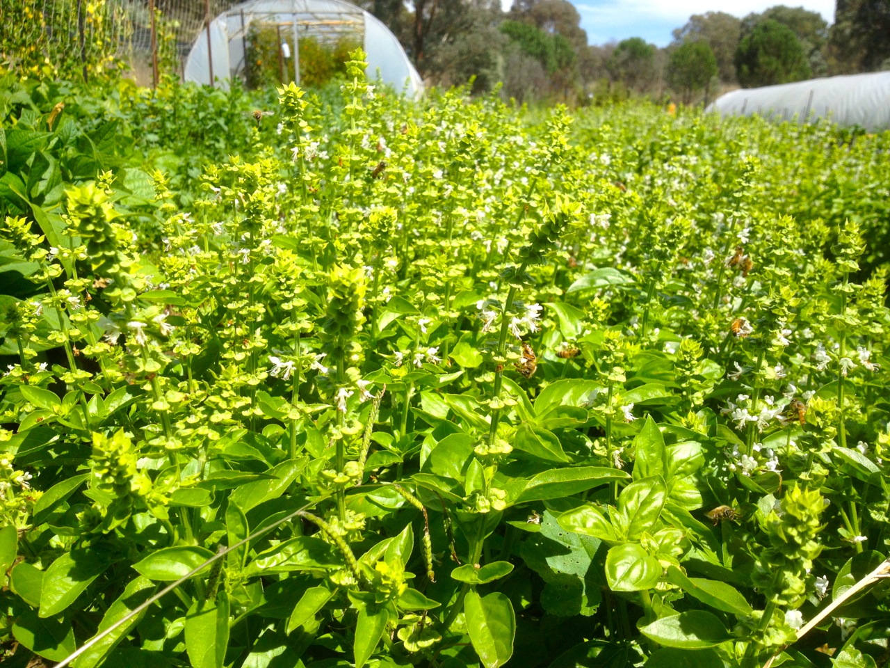 Bees on the basil at Allsun Farm