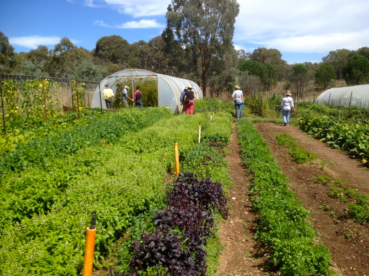 Students exploring the beds and polytunnels