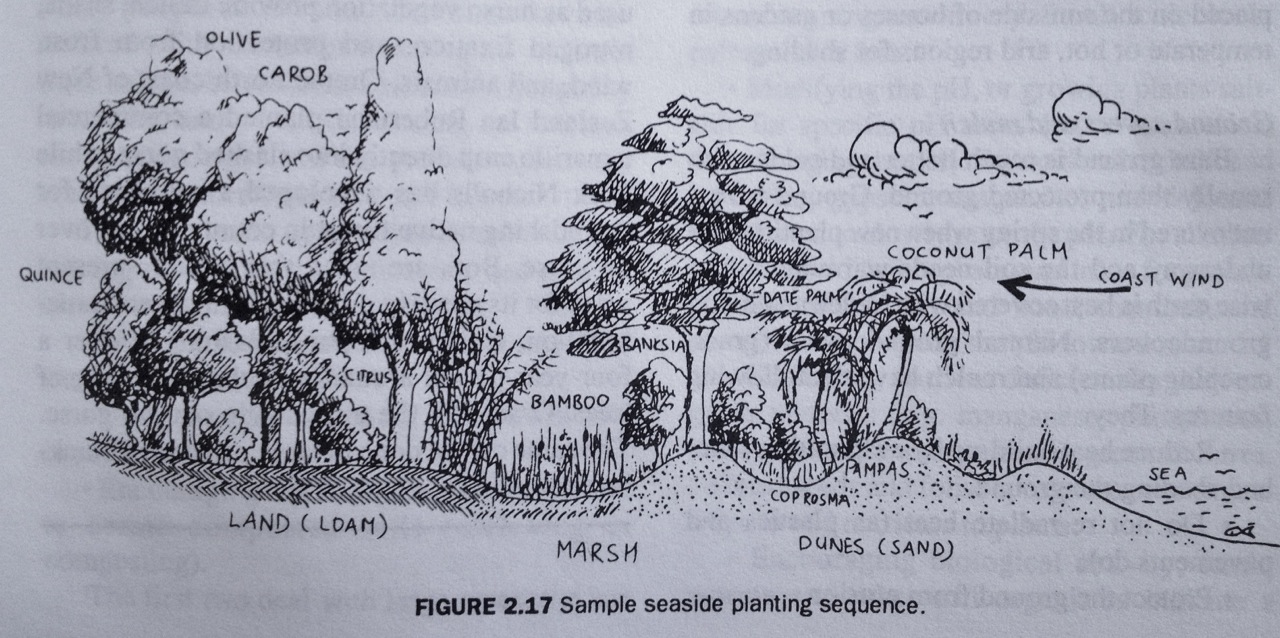 Sample polyculture planting for productive, edible seasideforest - illustration from Introduction to Permaculture