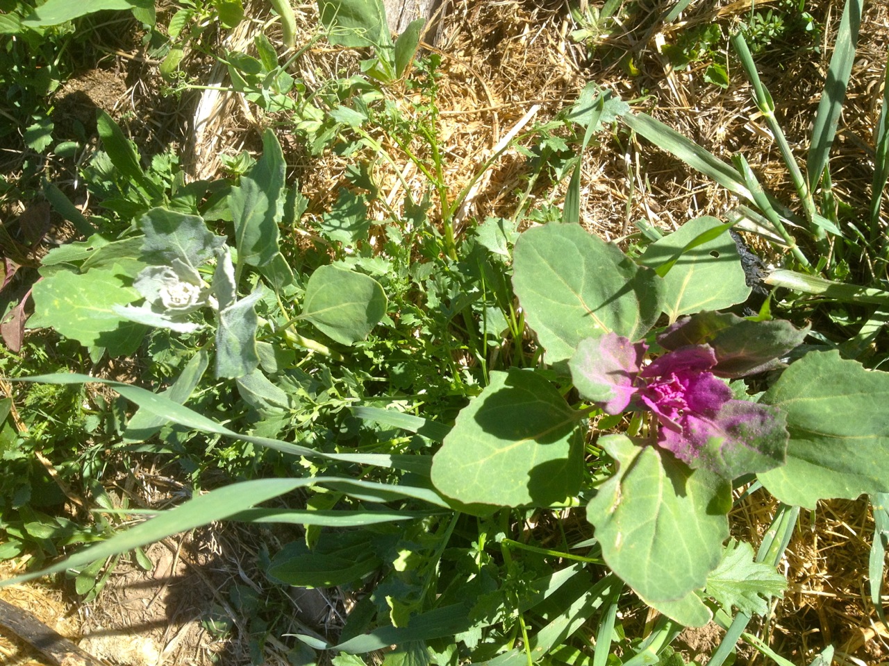 And even a bit of quinoa popping up here and there