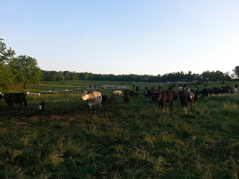 Cows on the move with pastured broiler pens (just a couple) behind