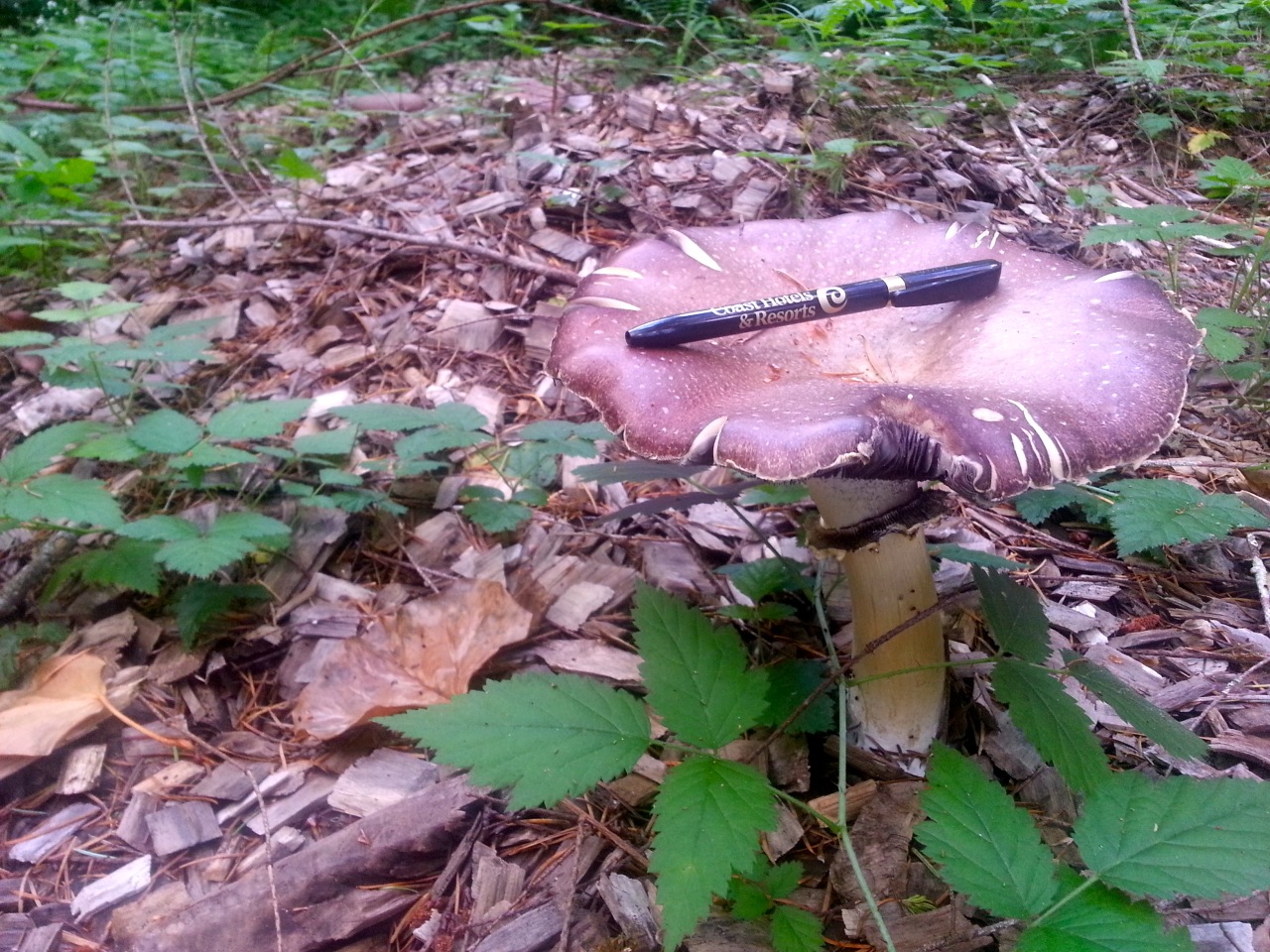 King Stropharia growing in woodchip in Stamets' forest. Not a bad little meal there.