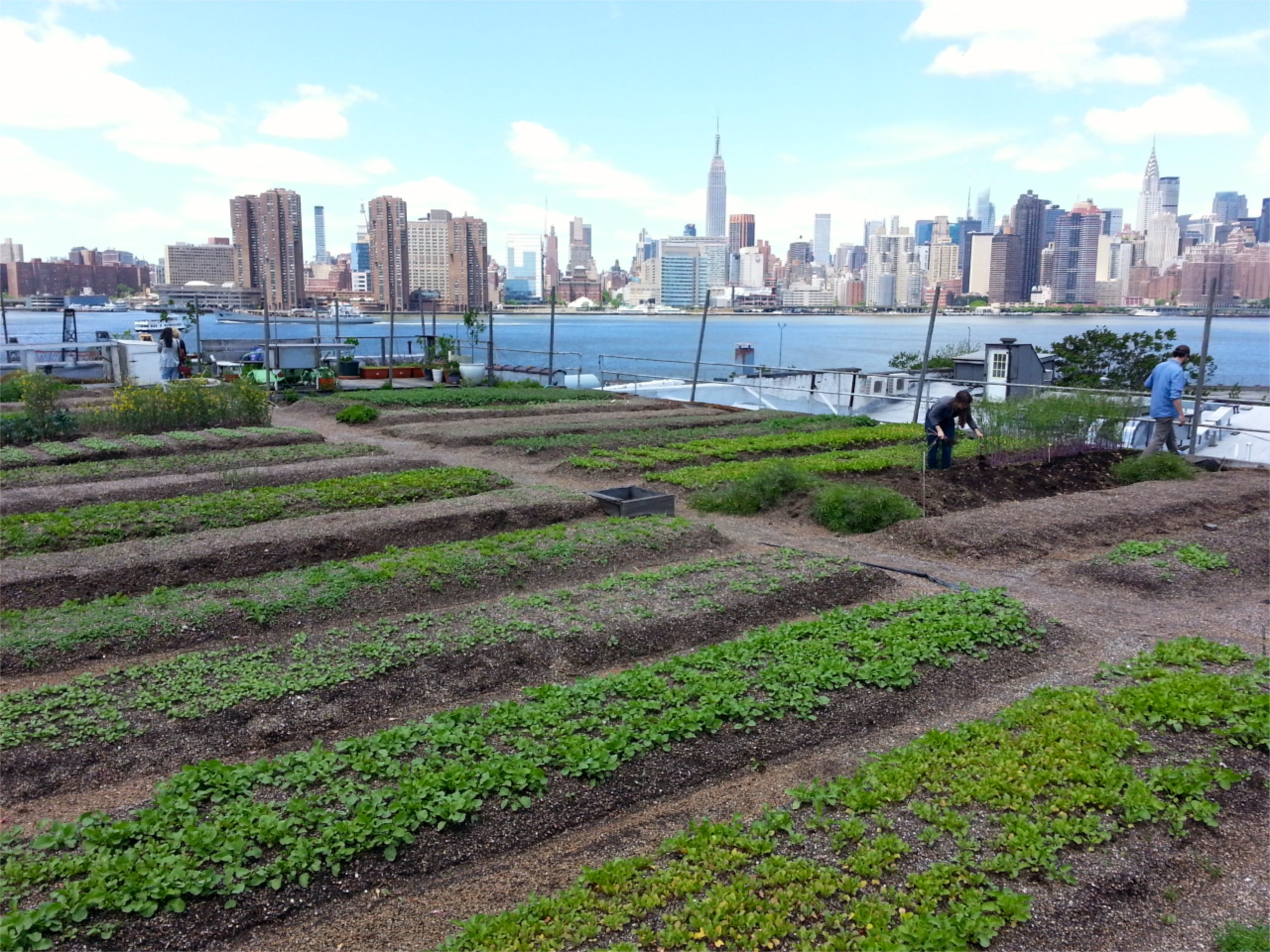 Eagle Street Rooftop Farm, early Summer