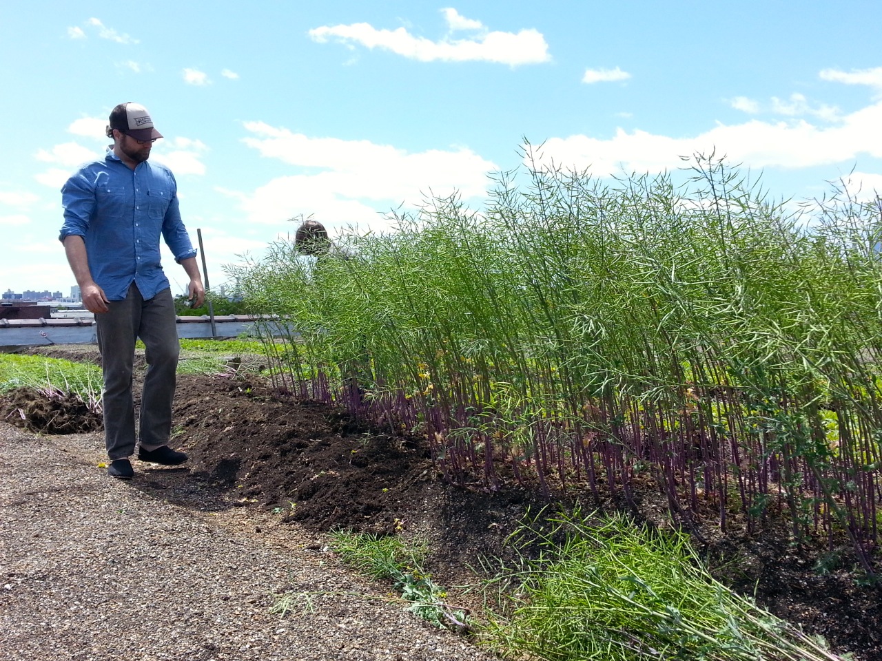 Seeding asparagus - a perfect and protein-rich chicken food...