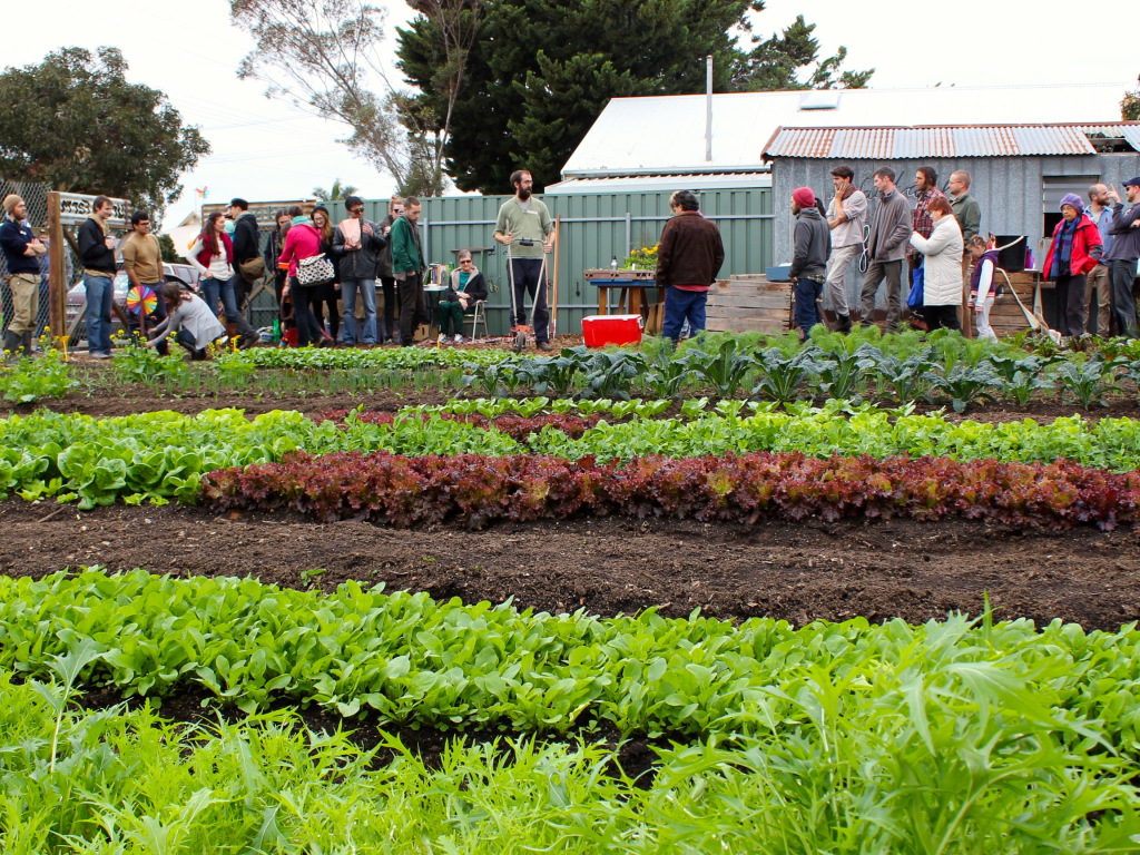 wagtail urban farm01