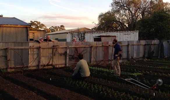 wagtail urban farm08