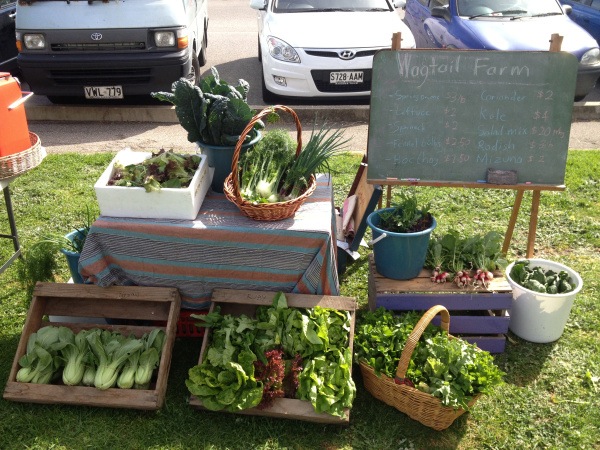 wagtail urban farm19