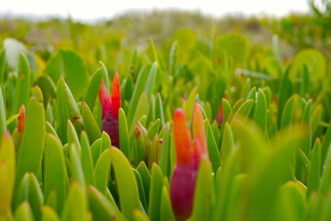 pigface_foraging_3