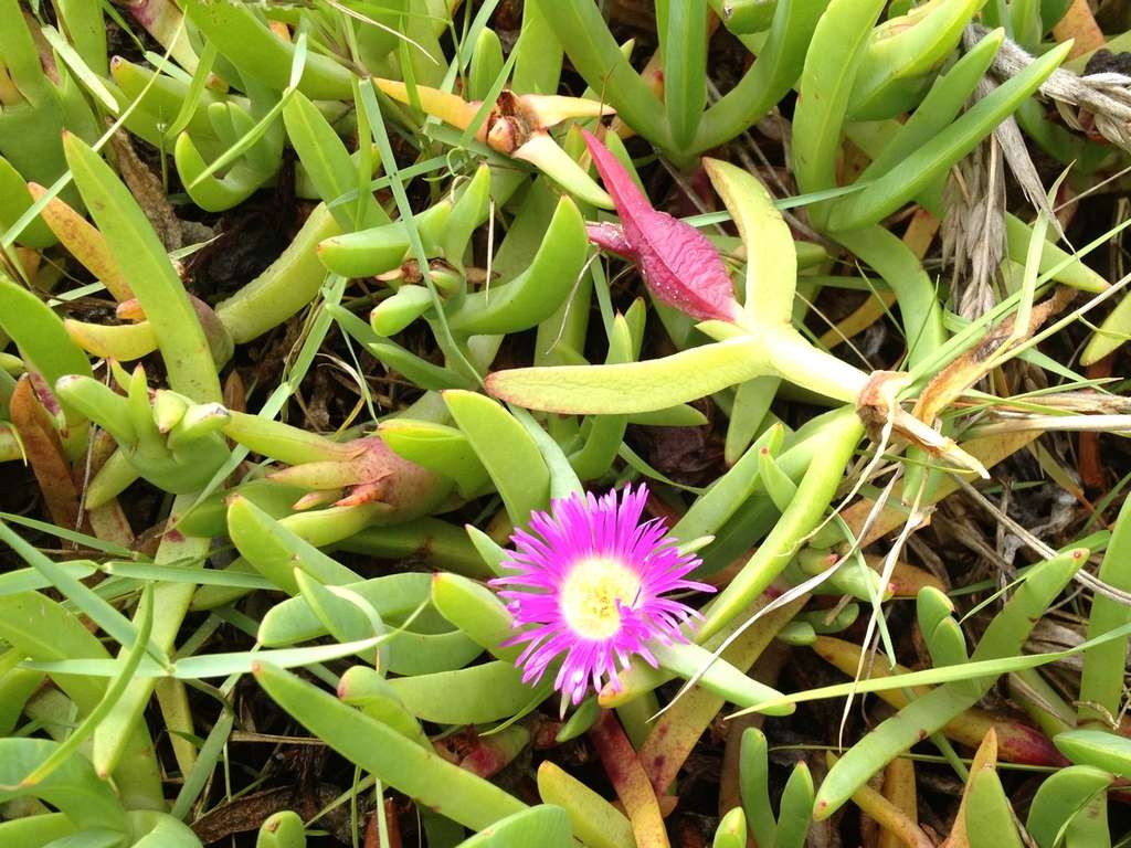 pigface_foraging_6