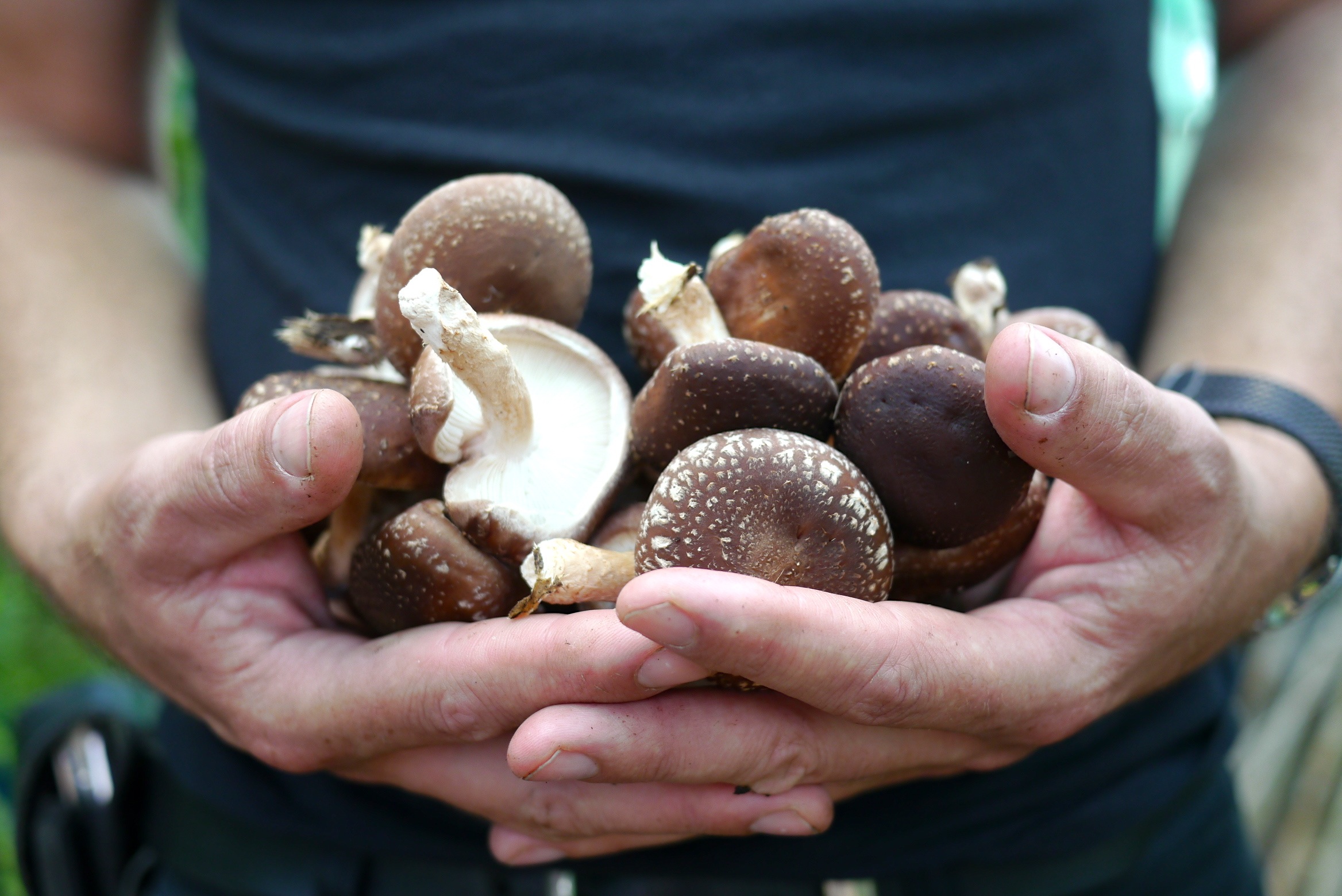 140321 shiitake harvest01