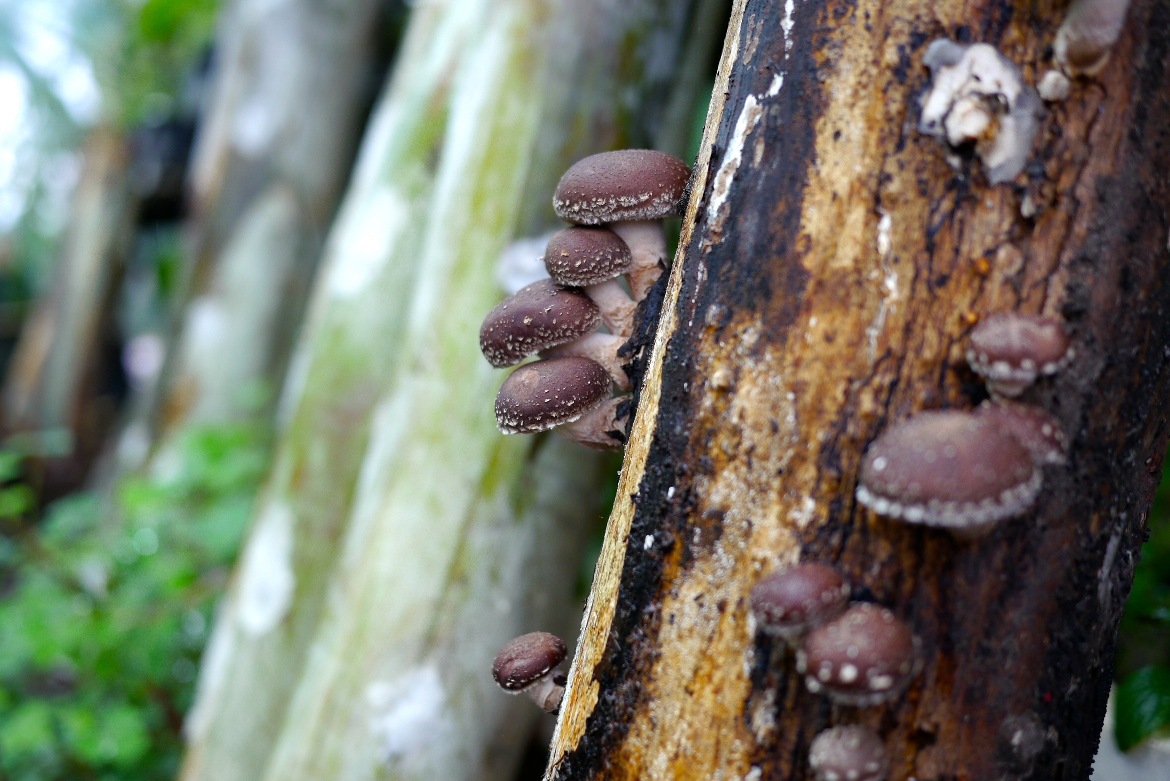 140321 shiitake harvest05