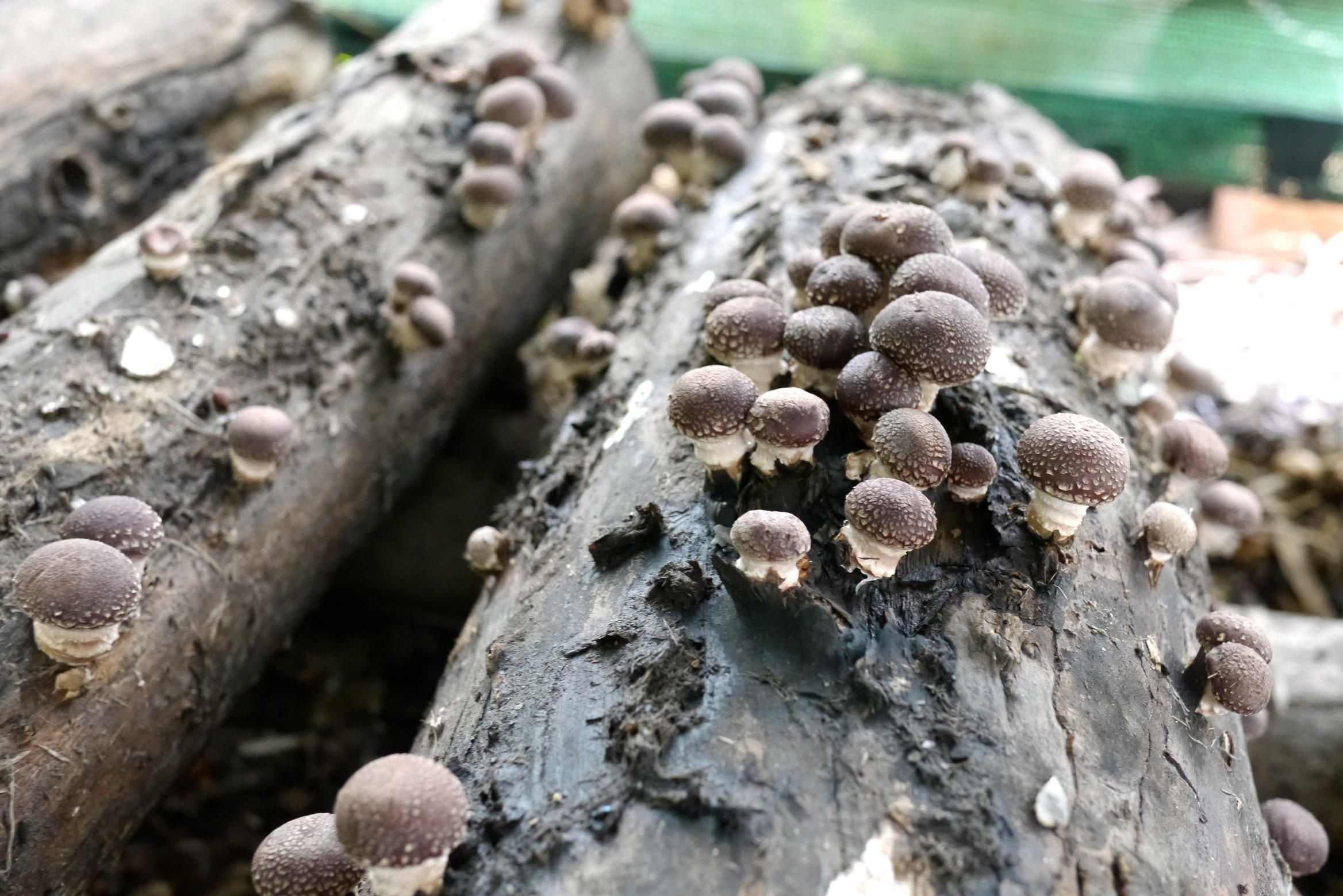 140321 shiitake harvest06