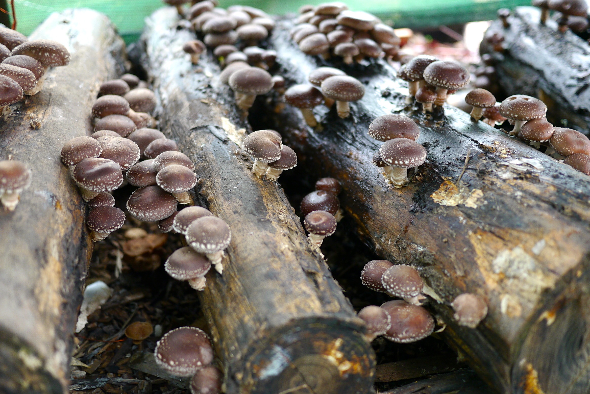 140321 shiitake harvest09