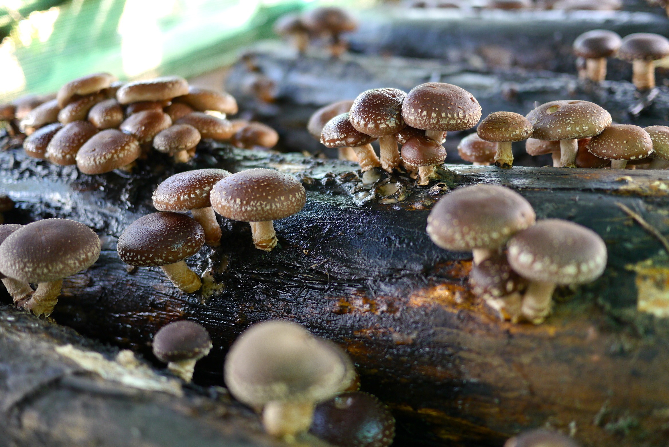 140321 shiitake harvest10