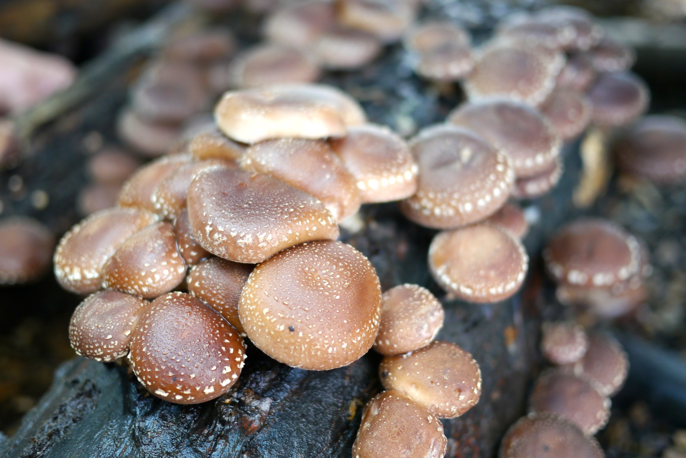 140321 shiitake harvest11