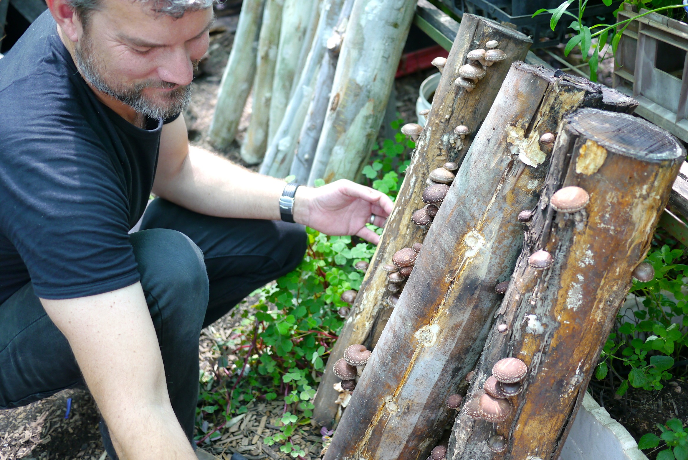 140321 shiitake harvest15