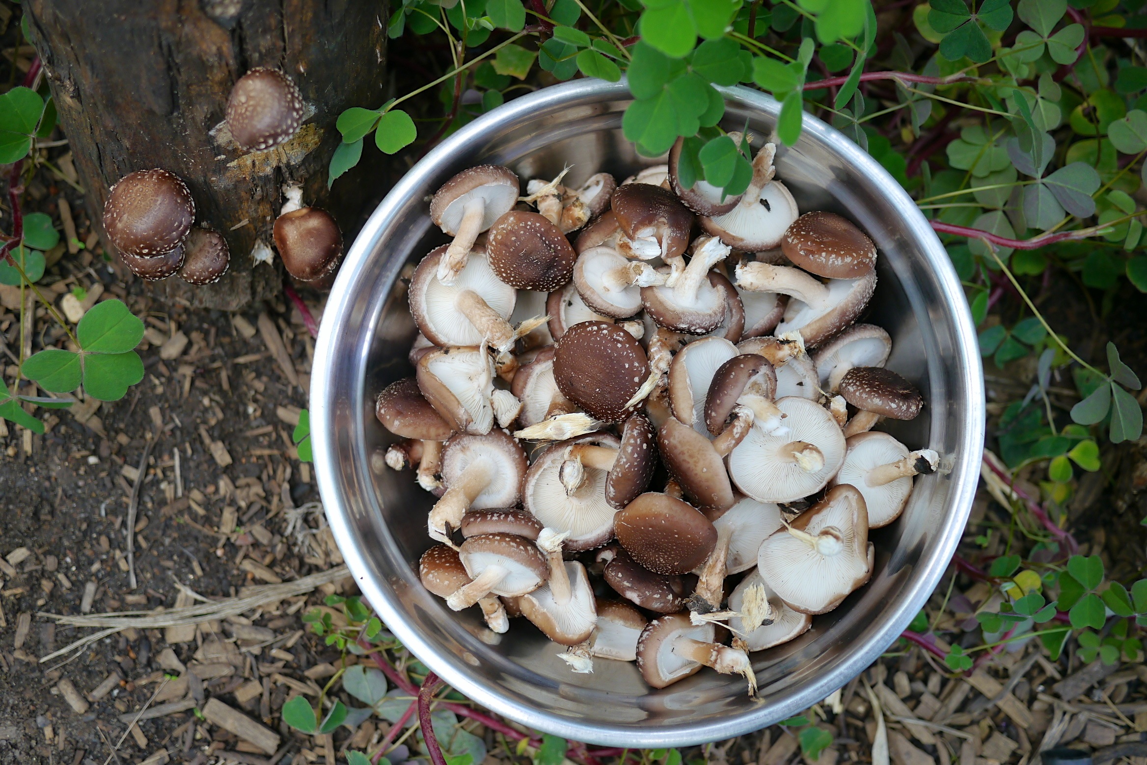 140321 shiitake harvest21