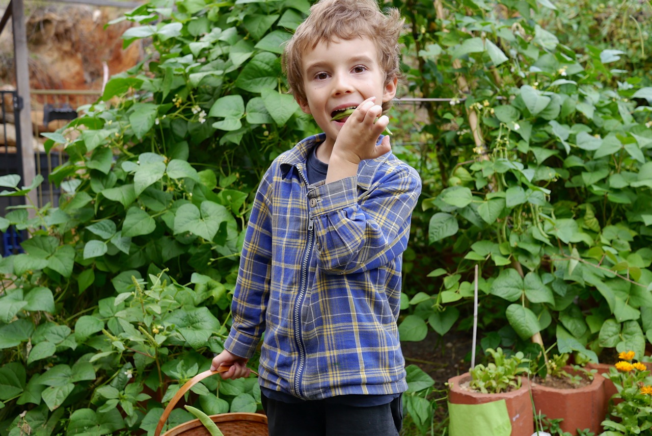 140328 bean tipi harvest01