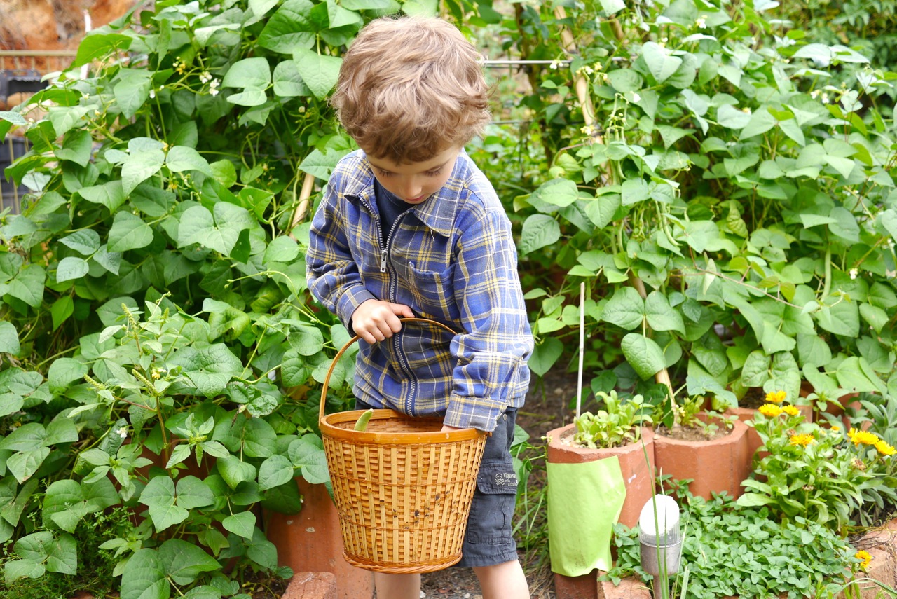 140328 bean tipi harvest07