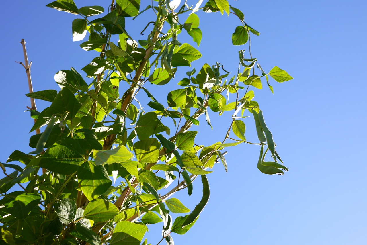 140328 bean tipi harvest12