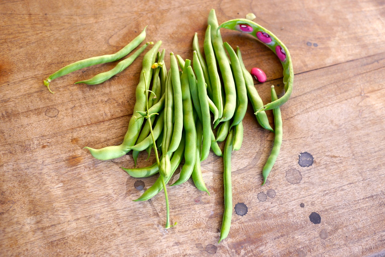 140328 bean tipi harvest17