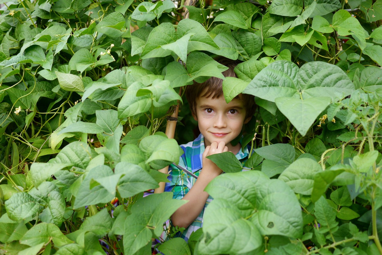 140328 bean tipi harvest22