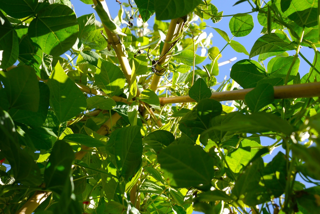 140328 bean tipi harvest23