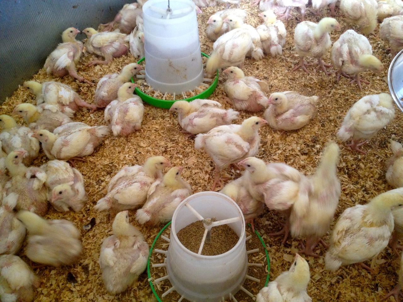 Baby broiler chickens, kept cosy and warm until they're big enough for pasture