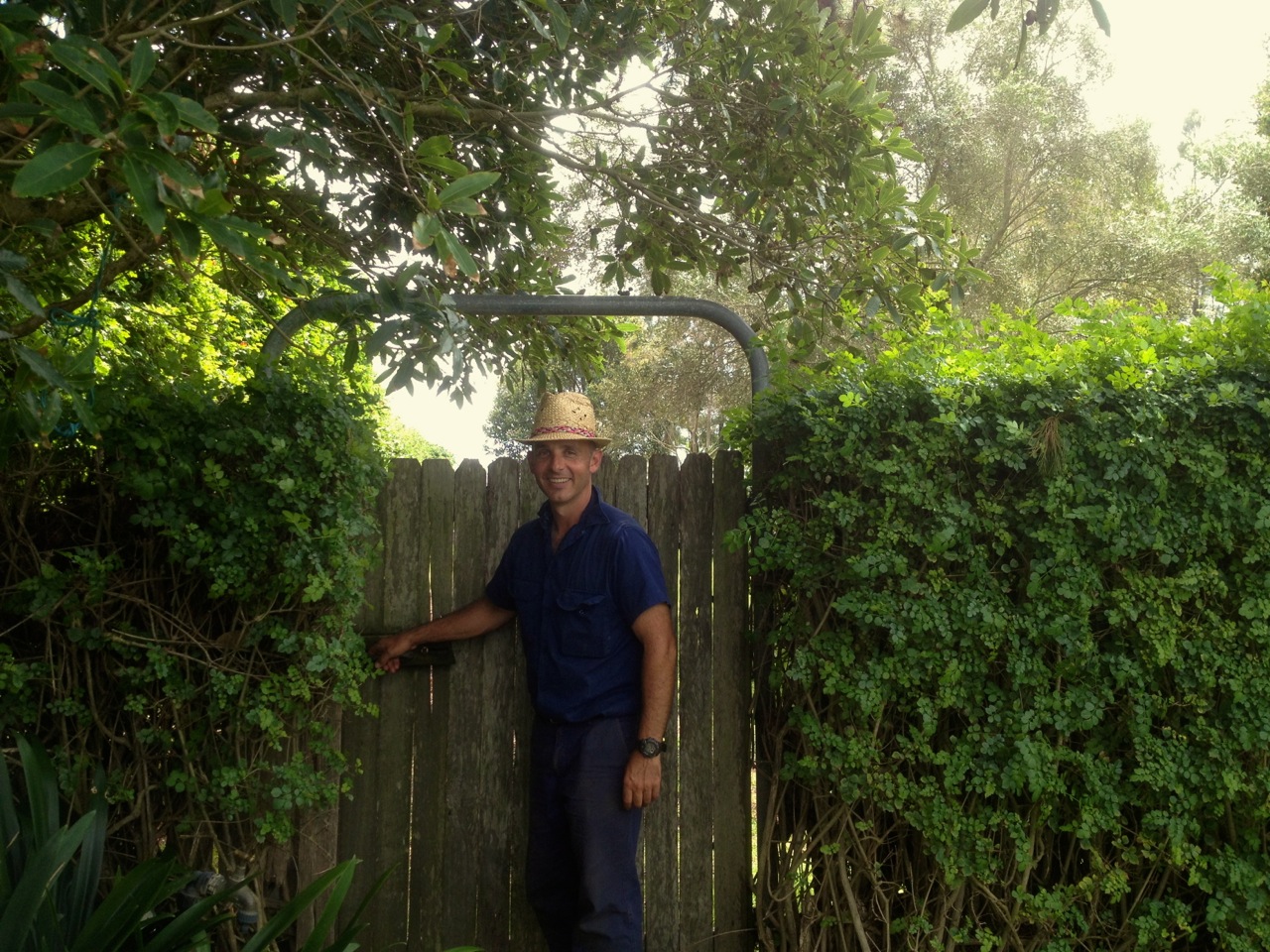 Coffee plantation, screened by high hedges from the costal winds