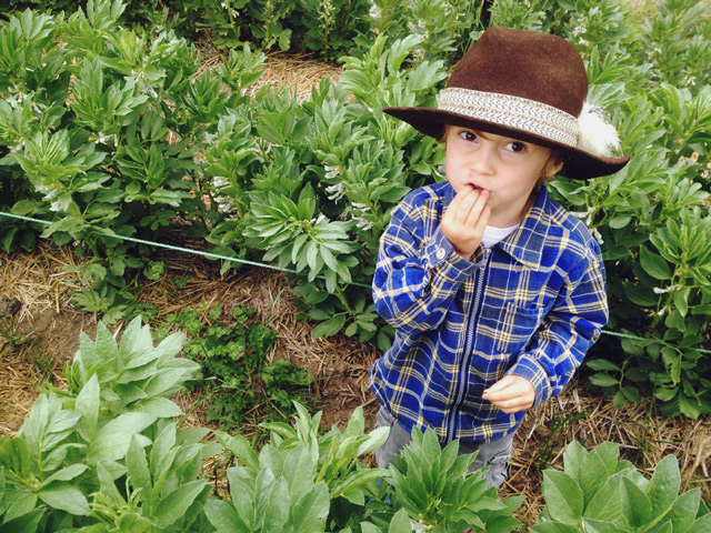 The broad bean leaf-tip muncher of Milkwood Farm