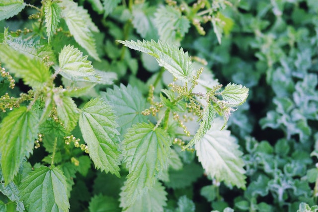 Nettle - a great wild/weed green that, once blanched, is sting-free and nutrient rich