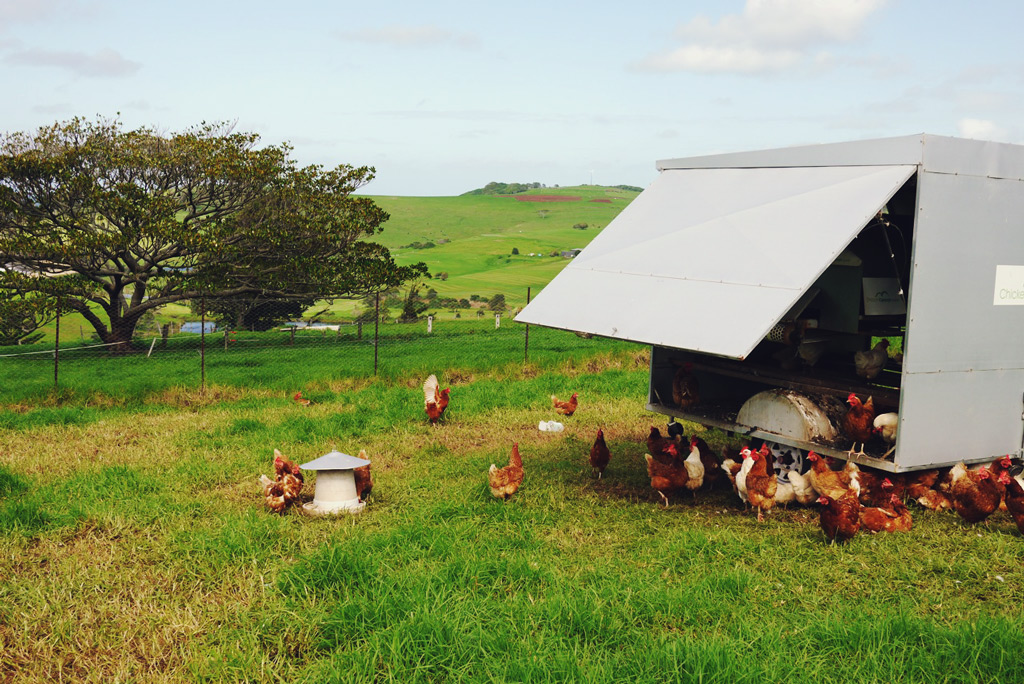 pastured broilers - Serious Backyard Veggies at Buena Vista Farm