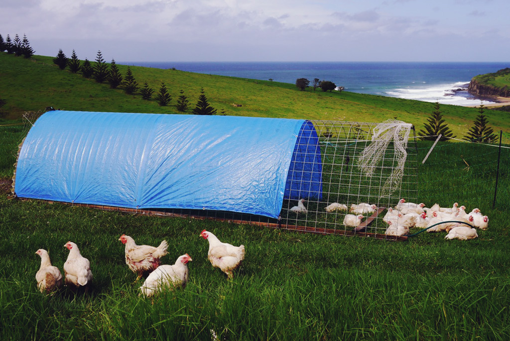 pastured broilers - Serious Backyard Veggies at Buena Vista Farm