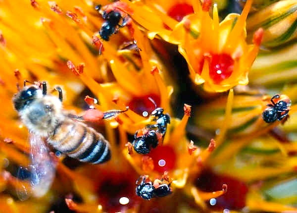 A honeybee and tetragonula