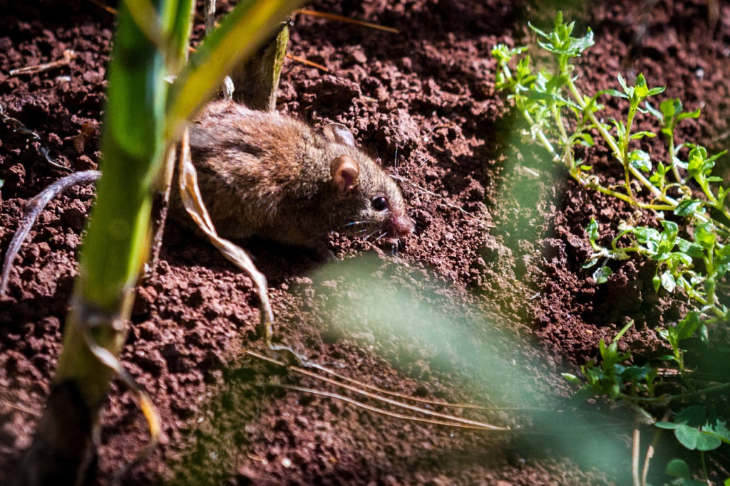 Intro to Market Gardening | Milkwood Permaculture, 13 Sep 2014.